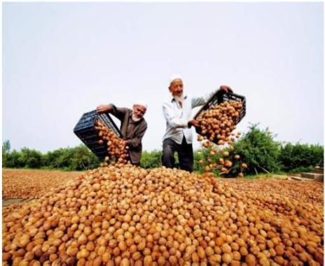 農產品滯銷危機 5毛錢無人問津，農民深陷困境